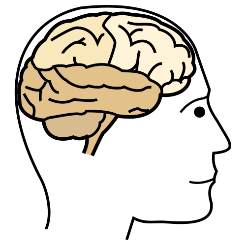 Imagen que describe el cerebro de los seres humanos