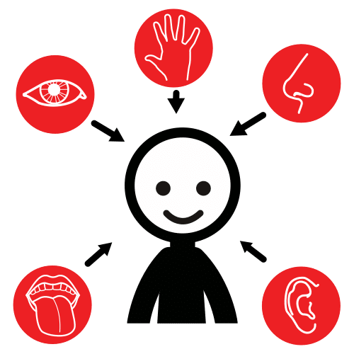 Imagen que describe los sentidos los seres humanos